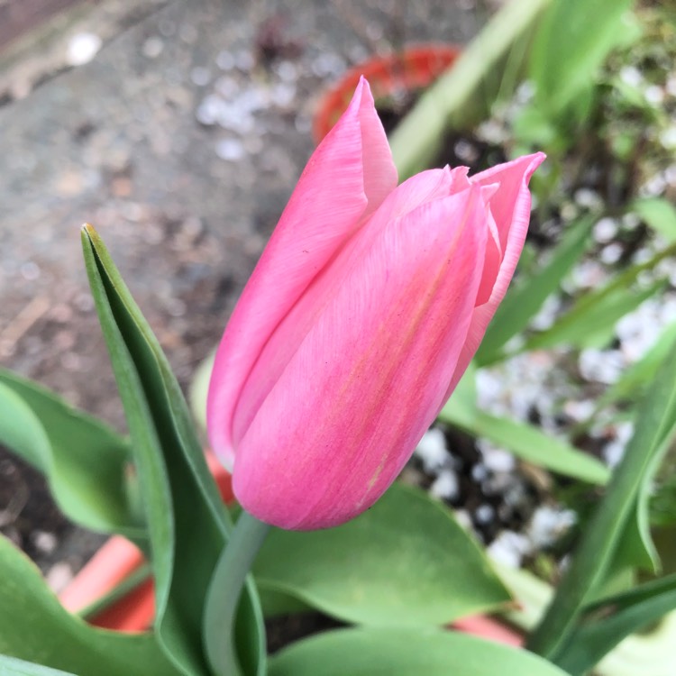 Plant image Tulipa 'Flaming Flag'