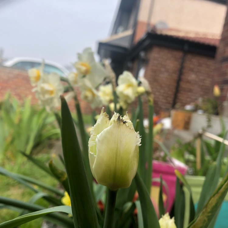 Plant image Tulipa 'Honeymoon'