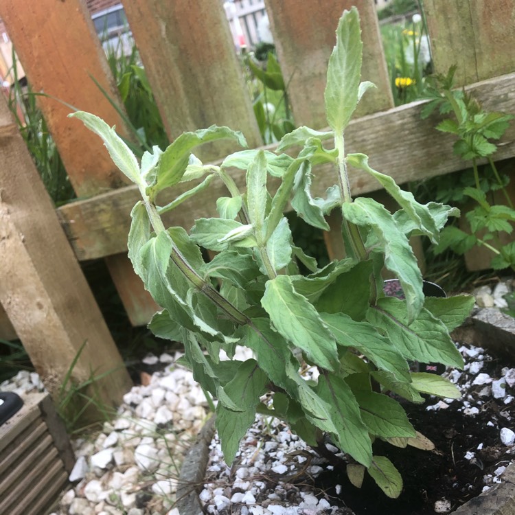 Plant image Mentha longifolia 'Buddleia'