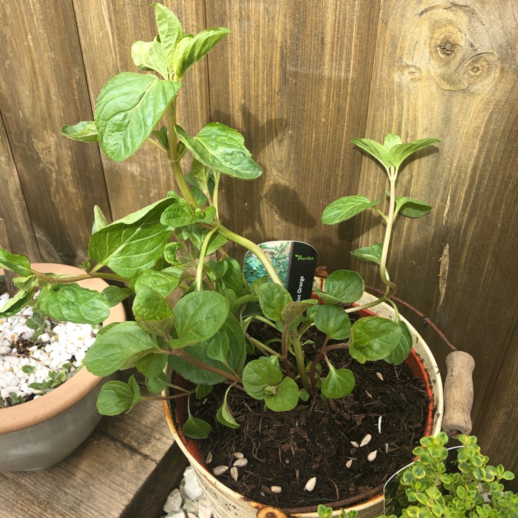 Plant image Mentha x piperita f. citrata 'Orange'