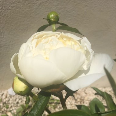 Paeonia lactiflora 'Duchesse de Nemours'