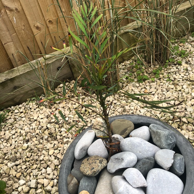 Plant image Mahonia eurybracteata subsp. ganpinensis 'Soft Caress'