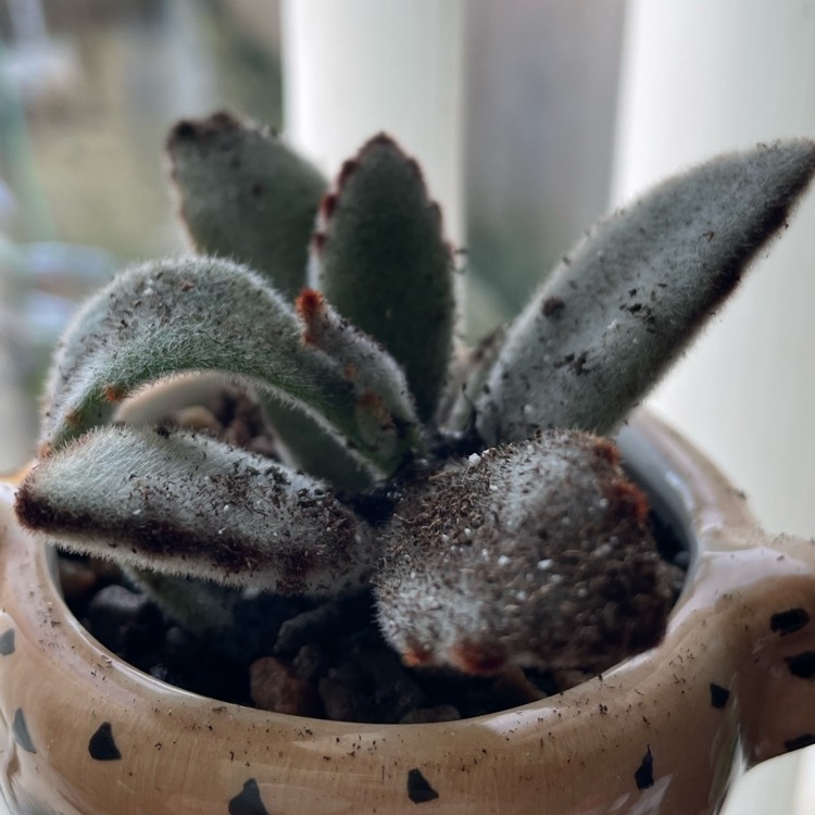 Plant image Kalanchoe tomentosa yellow variegated 