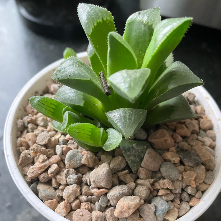 Plant image Haworthia retusa