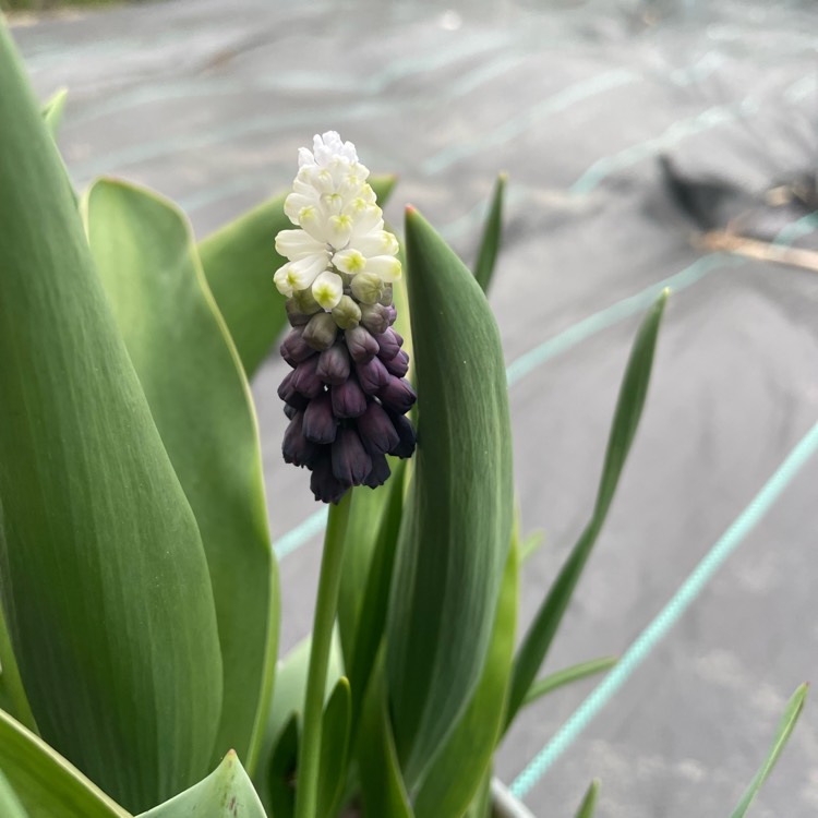 Plant image Muscari latifolium 'Grape Ice'