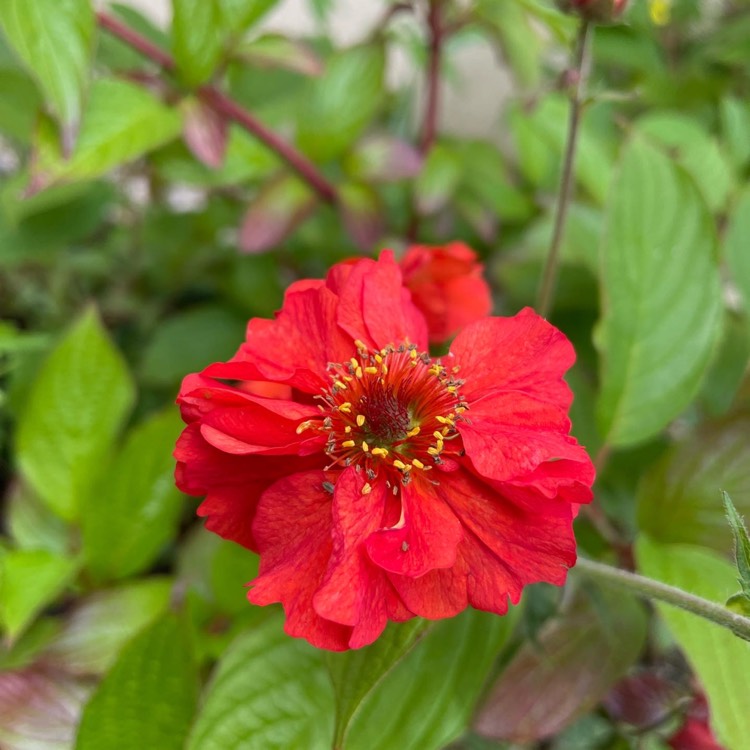 Plant image Geum 'Blazing Sunset'