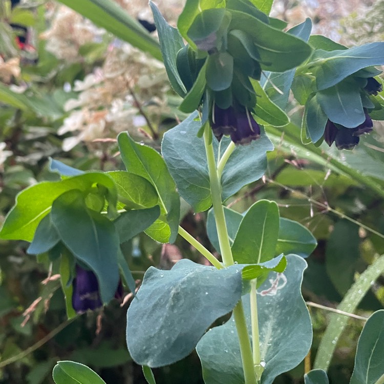 Plant image Cerinthe