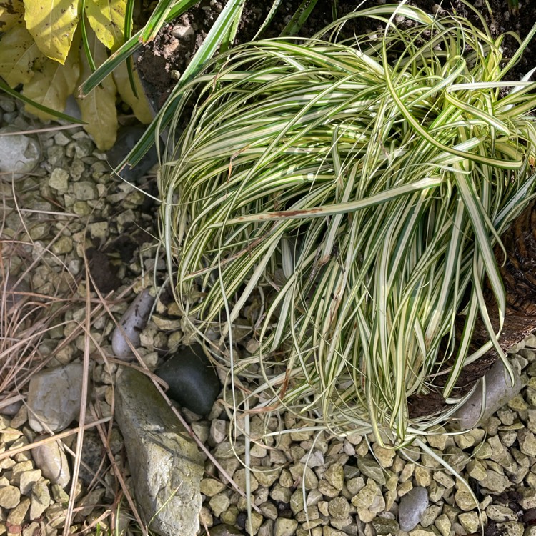 Plant image Carex oshimensis 'Evergold'