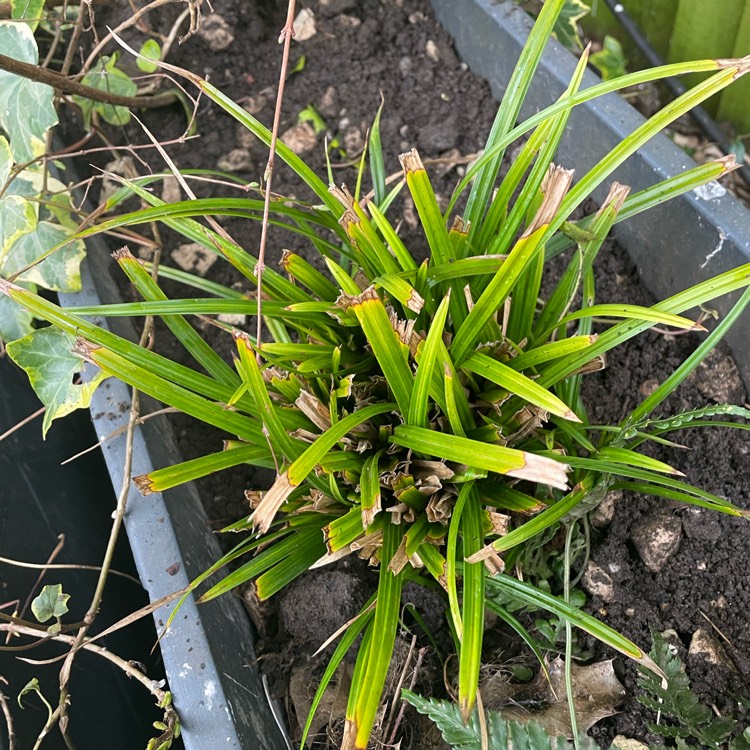 Plant image Carex morrowii 'Irish Green'