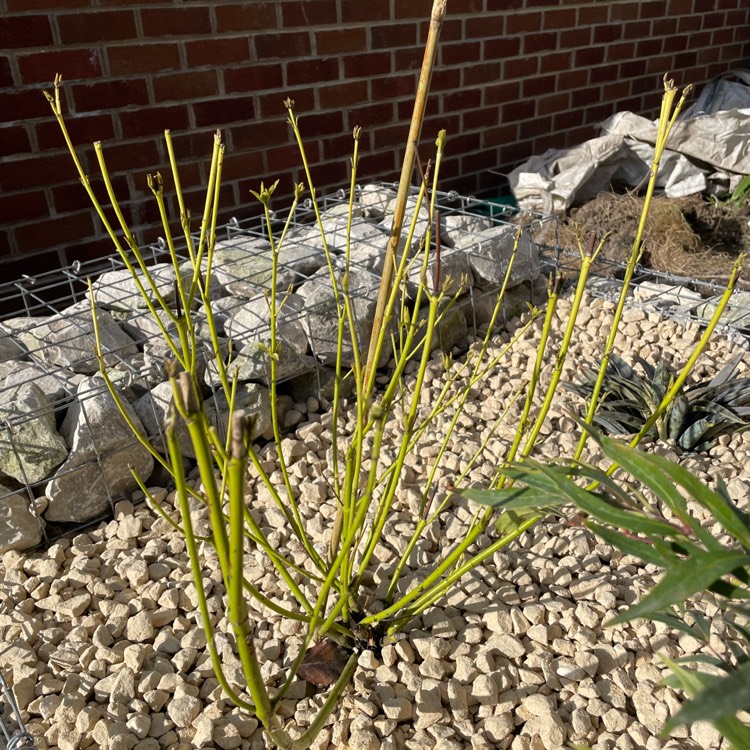 Plant image Cornus sericea 'Flaviramea' syn. Cornus stolonifera 'Flaviramea'