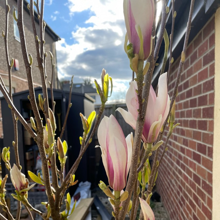 Plant image Magnolia x soulangeana 'Red Lucky'