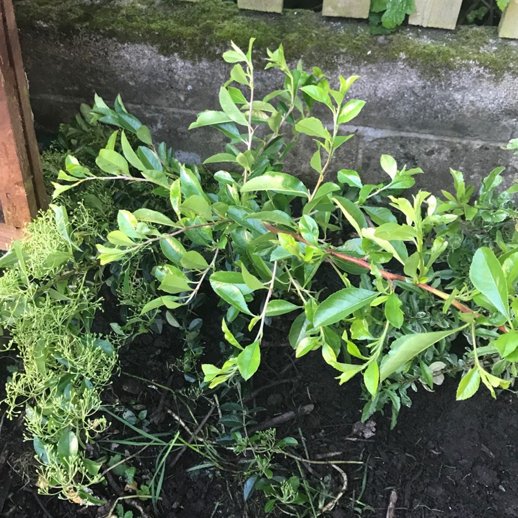 Plant image Pyracantha 'Soleil d'Or'