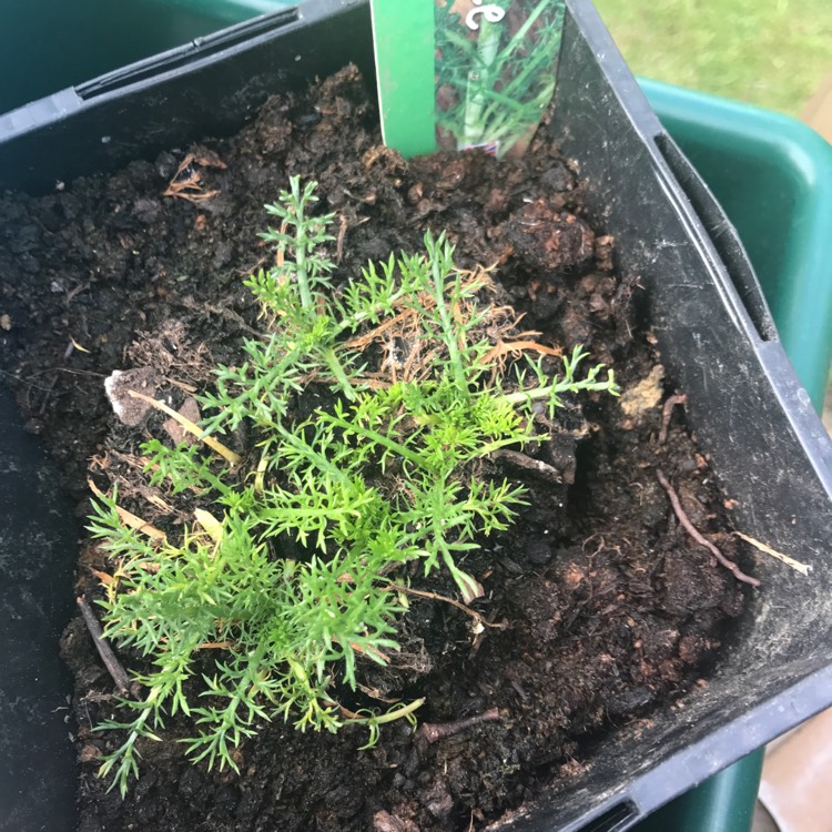 Plant image Anthemis nobile 'Treneague'