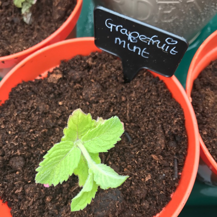 Plant image Mentha x piperita f. citrata 'Grapefruit'