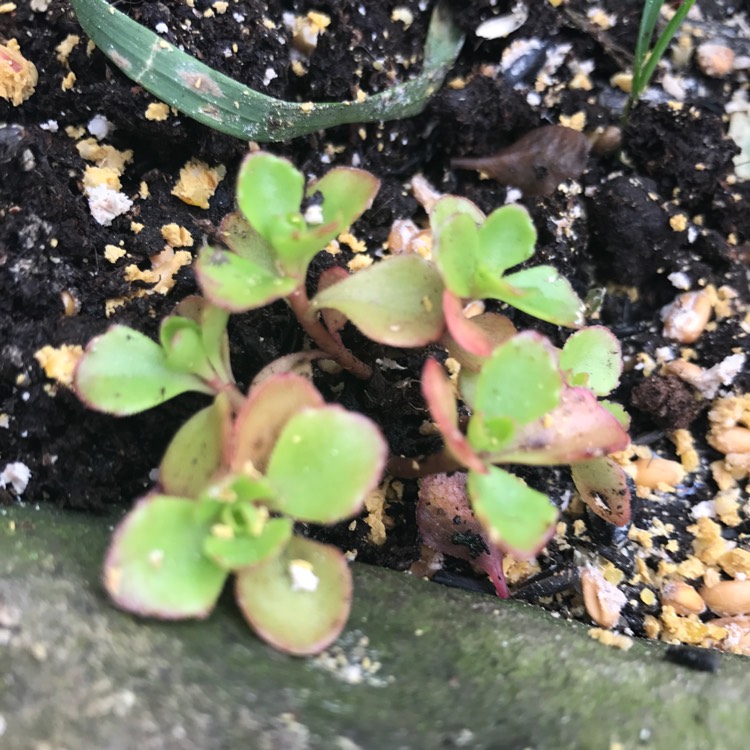 Plant image Sedum Spurium 'Voodoo'