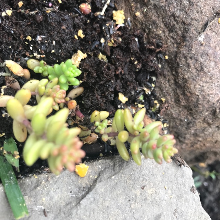 Plant image Sedum Kamtschaticum