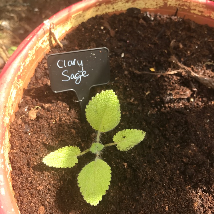 Plant image Salvia horminum 'Oxford Blue' syn. Salvia viridis