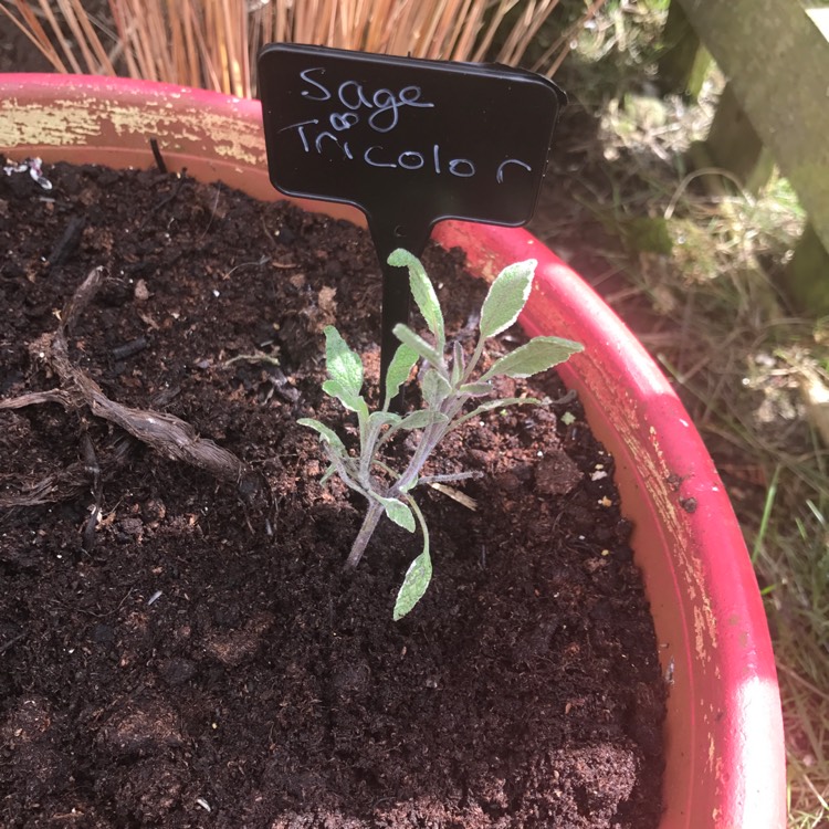 Plant image Salvia officinalis 'Tricolor'