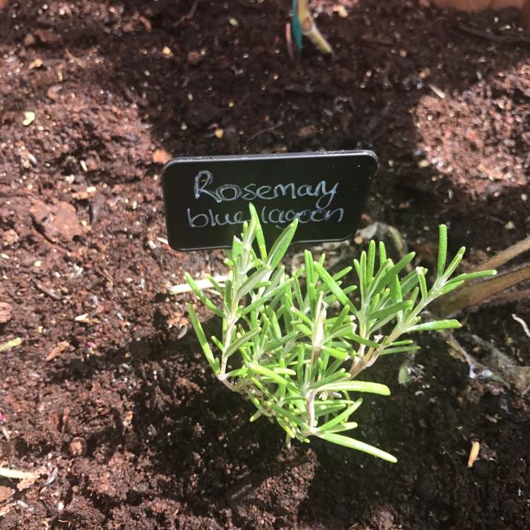 Plant image Salvia rosmarinus 'Blue Lagoon' syn. Rosmarinus officinalis 'Blue Lagoon'