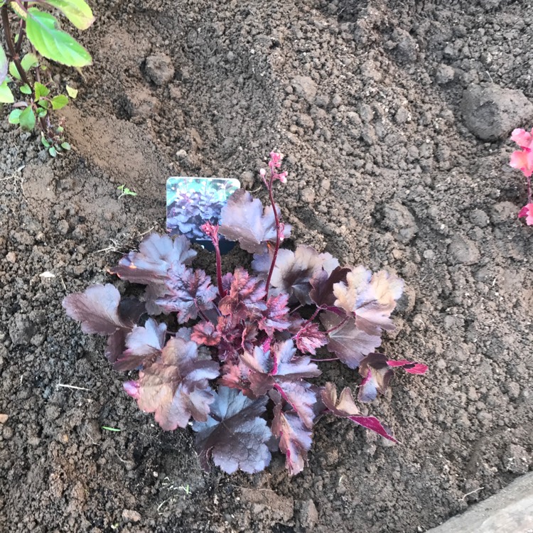 Plant image Heuchera Little Cutie 'Coco'