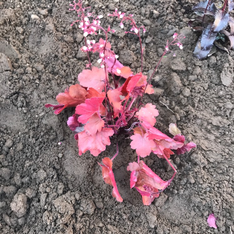 Plant image Heuchera 'Fire Chief'