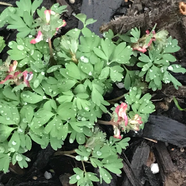 Plant image Corydalis solida