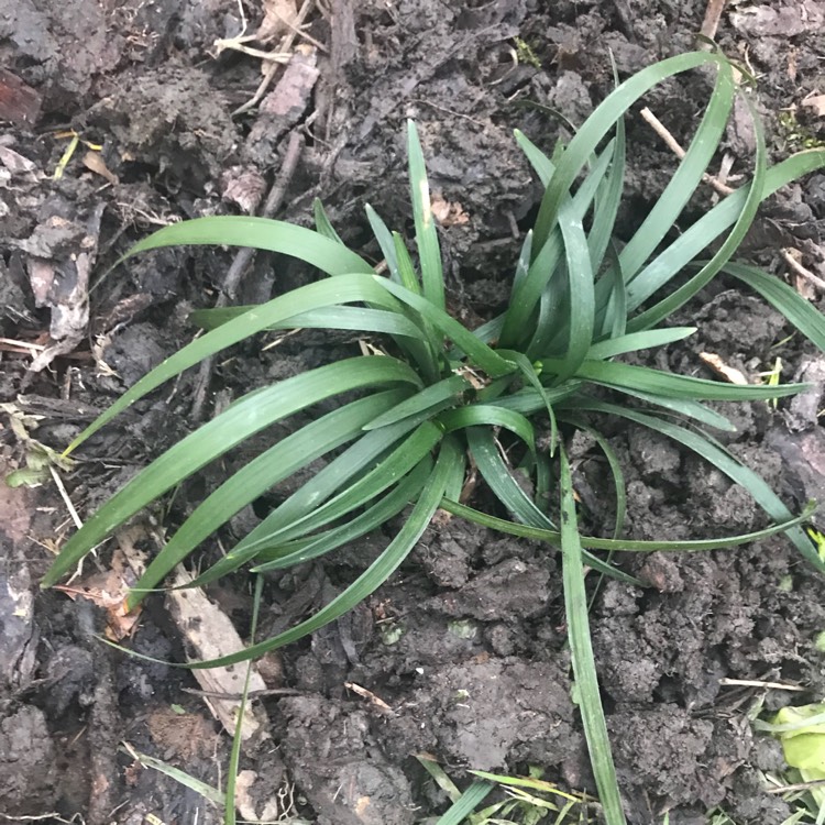 Plant image Ophiopogon japonicus