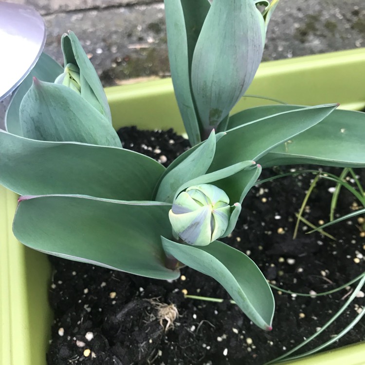 Plant image Tulipa 'Orange Princess'