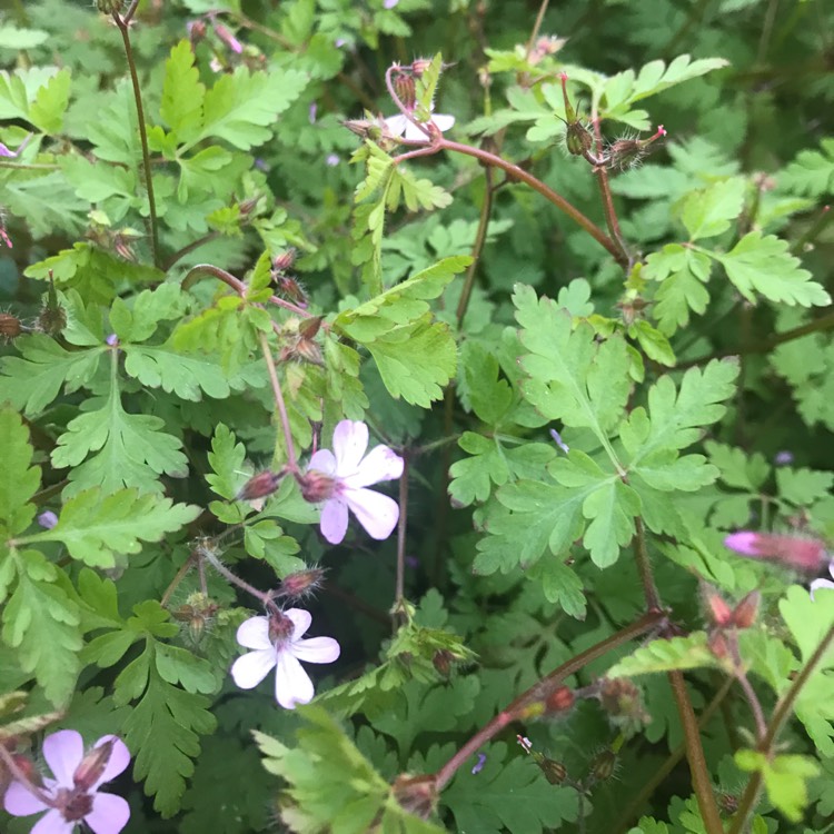 Plant image Geranium pratense