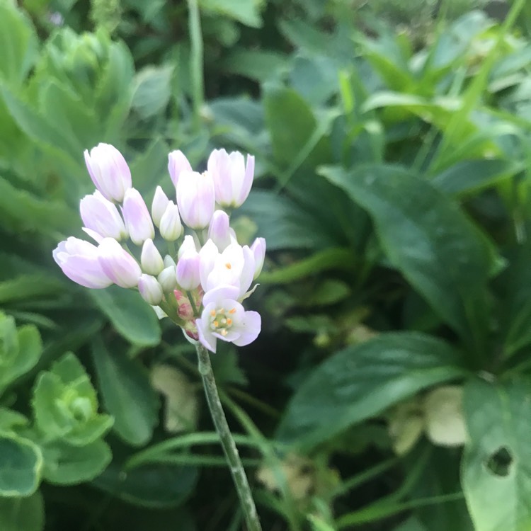 Plant image Allium roseum