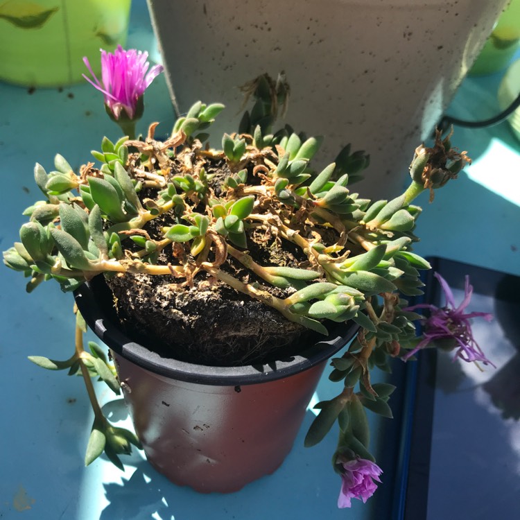 Plant image Delosperma 'Lavender Ice'