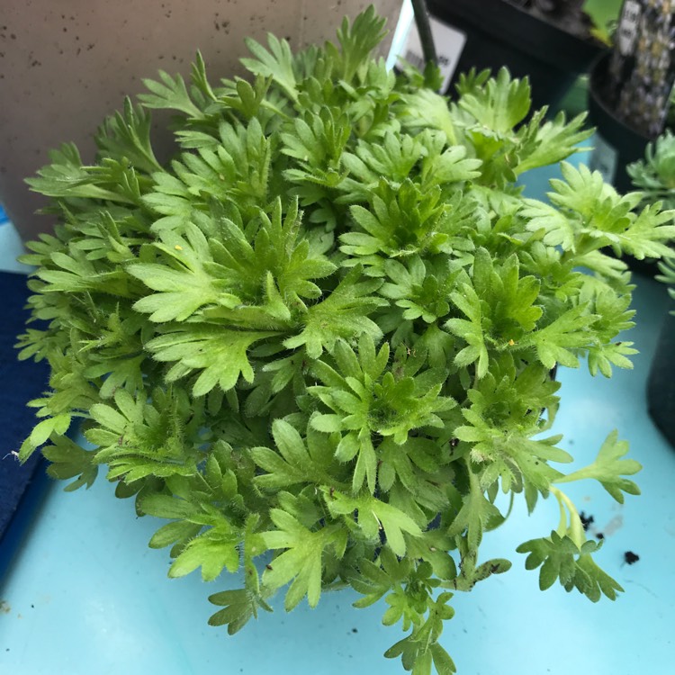 Plant image Saxifraga x arendsii 'White Carpet'