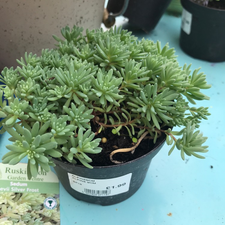 Plant image Sedum Nevii 'Silver Frost'