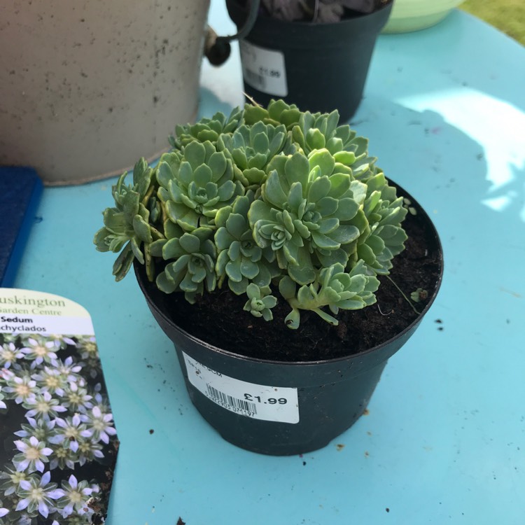 Plant image Rhodiola Pachyclados syn. Sedum Pachyclados