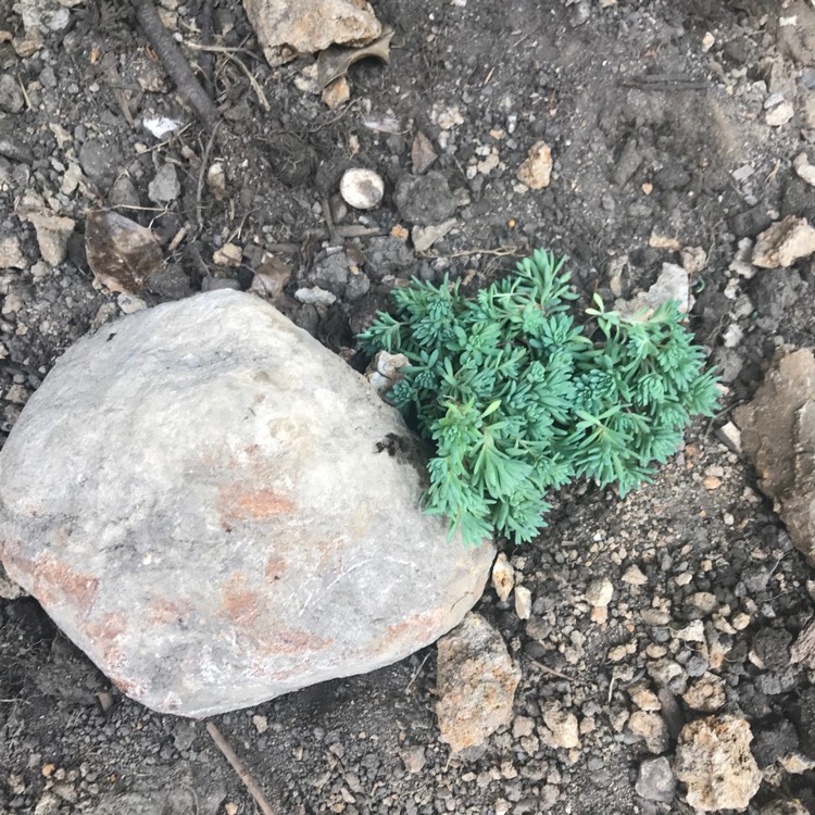 Plant image Sedum Nevii 'Silver Frost'