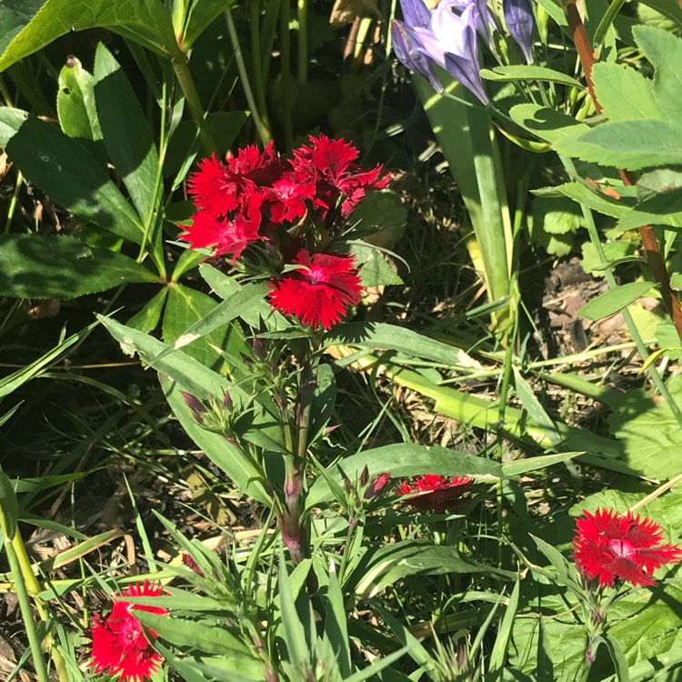 Plant image Dianthus barbatus 'Rocking Red'