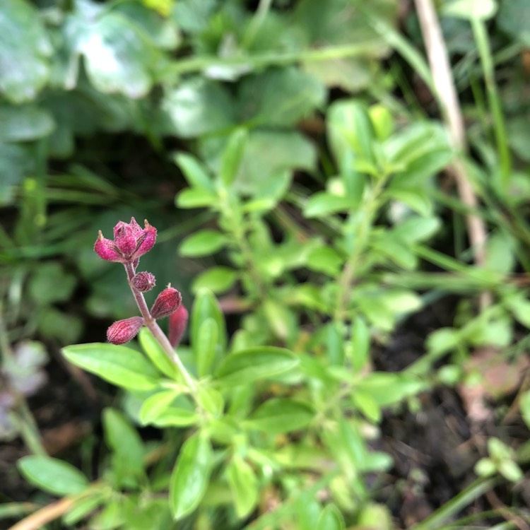 Plant image Salvia greggii 'Lipstick'