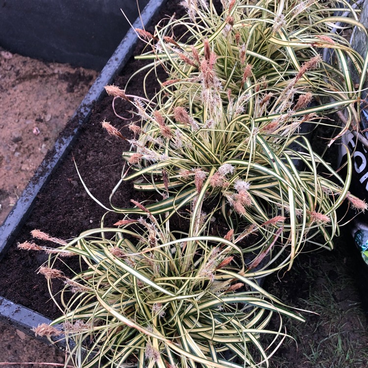 Plant image Carex oshimensis 'Evergold'