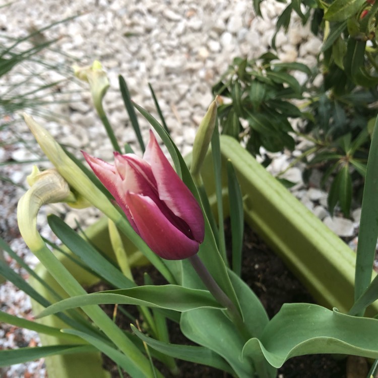 Plant image Tulipa 'Flaming Flag'