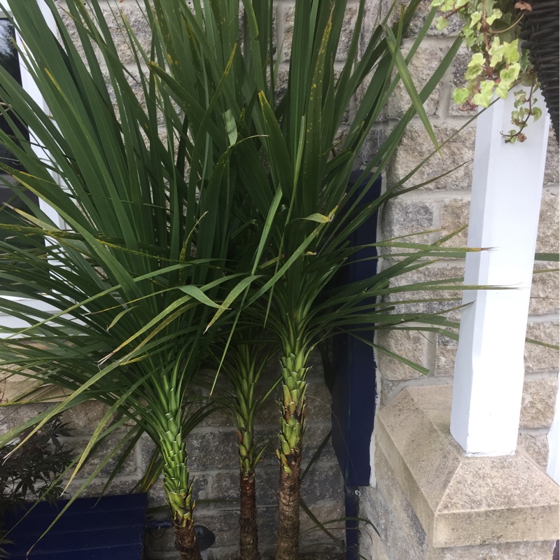 plant image 180953