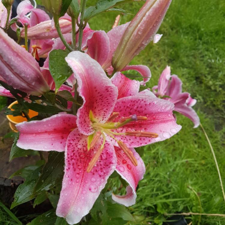 Plant image Lilium 'Starburst (Tango)'