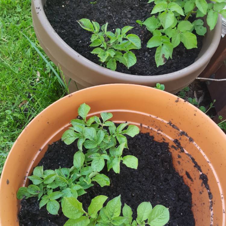 Plant image Solanum tuberosum 'Pentland Javelin'