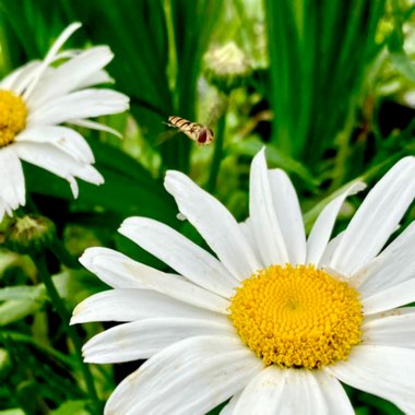 Orchard Park Growing Community's garden