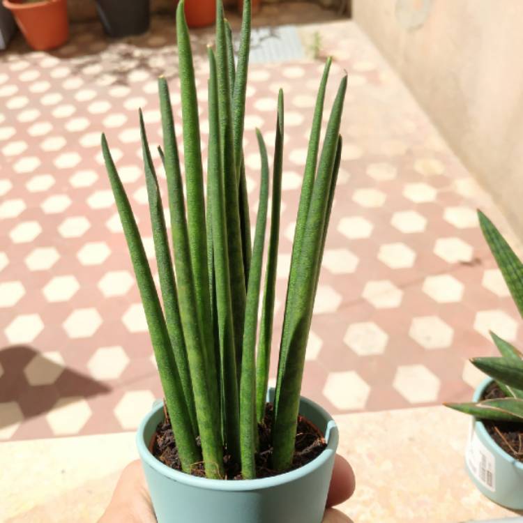 Plant image Sansevieria bacularis Cylindrica