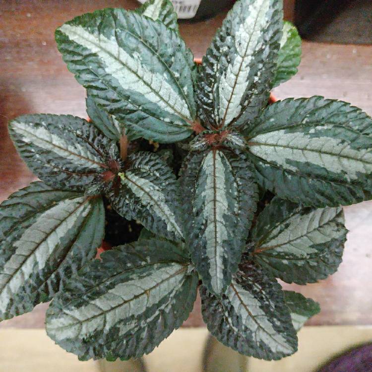 Plant image Pilea spruceana