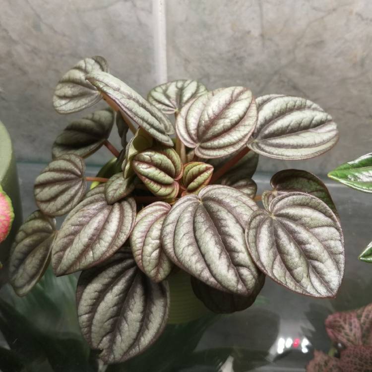 Plant image Peperomia verschaffeltii