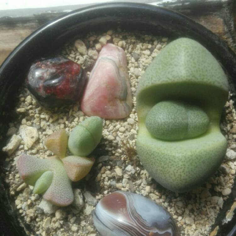 Plant image Pleiospilos mix species