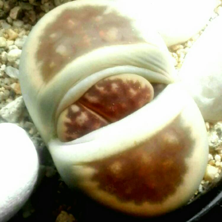 Plant image Lithops Karasmontana Lateritia