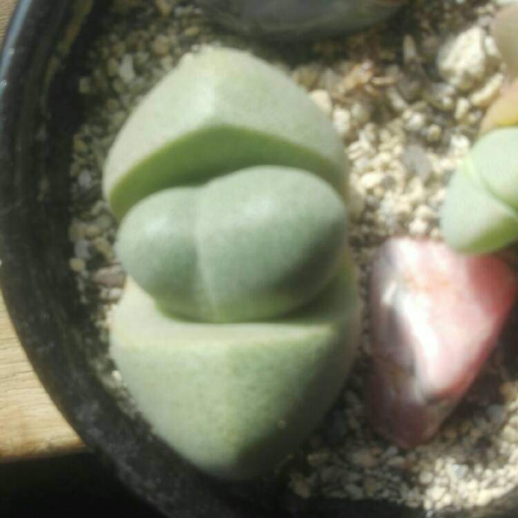 Plant image Pleiospilos mix species