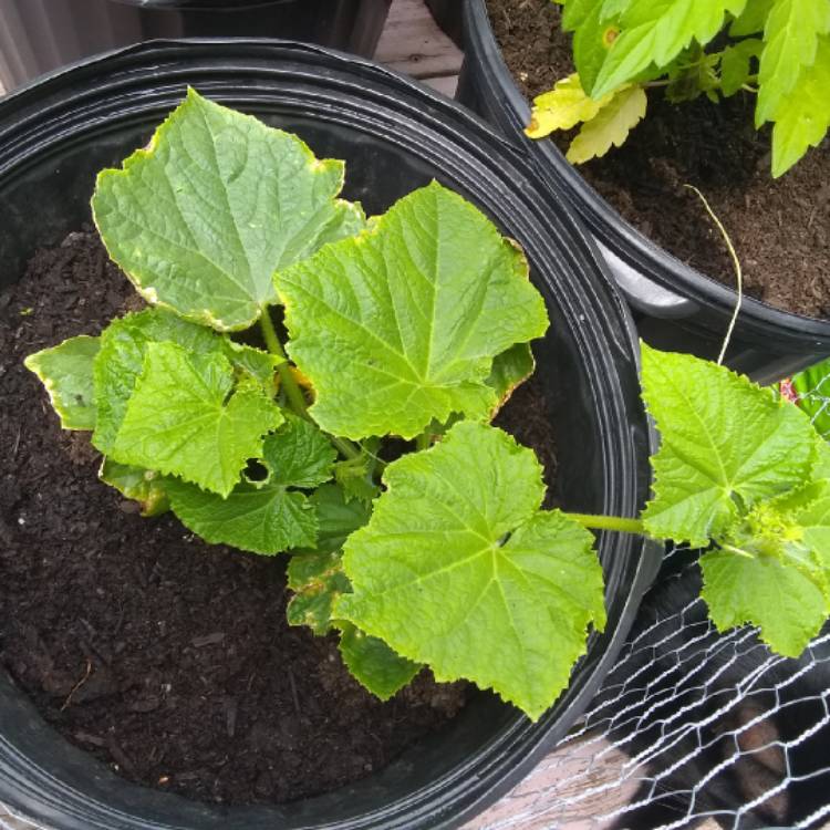 Plant image Cucumis sativus 'Boston Pickling'